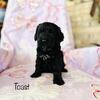 Cockapoo Boy "Toast"
