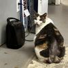 Free adult cat 
