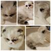 Munchkin Persian scottish folds lowered price