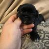 Shih Tzu puppies!