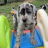 AKC Great Dane Puppies from health tested parents