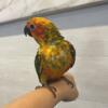 Sun Conure with Cage