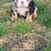 Male English Bulldog Puppies