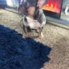 Blue tri French bulldog for sale 1 years old akc registered