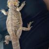 2 year old female bearded dragon