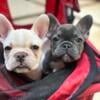 French bulldog puppies Frenchie’s puppy’s 