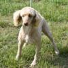 Retiring Female Moyen Poodles