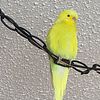 English budgies and large diy flight cage