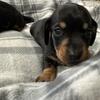 Mini dachshunds 