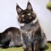 Beautiful Black Smoke Maine Coon male available🖤