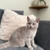 British Shorthair female in fawn