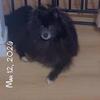 STUD SERVICE AKC Pedigree DNA Tested Various Colors