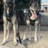 Dakota German shepherd and husky