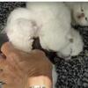 Persian exotic litter