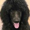 Standard Poodle Puppies for sale