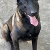 Belgian Malinois pups