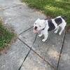 Old English Bulldog 