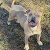 Olde English bulldogge female- heavy American lines 