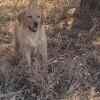 Purebred English Labrador Retriever Puppies