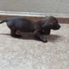 Miniature Dachshunds Puppy