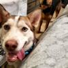 Dogs - Bonded Pair 3 year olds