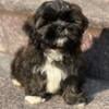 Cute Teddy Bear Pup! Bichon/Shih Tzu 