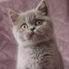 British Shorthair kittens from the best and verified Euro breeders.