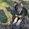 Big Bones German Shepherd Puppies