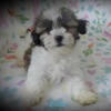 Our Sweet New Malshi Puppies~ "Lucas" is looking for his Forever Family!