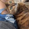 Bengal