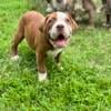 Minnesota Olde English bulldogs looking for new homes