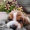 AKC Wrinkly Basset Hound pups looking for furever home