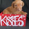 Champion bred Akc Labradors chocolate and yellows