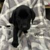 AKC Black Labs Females