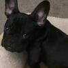 Exotic frenchie male