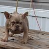 Male  Frenchie Fluffy Carrier 