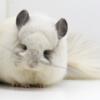 1 Year Old Predominantly White Mosaic Male Royal Persian Angora RPA Chinchilla