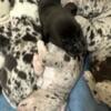 8 Great Dane puppies for sale