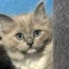 Female Ragdolls, Milwaukee, WI, Litter Born June 9, 2024,