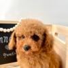 Toy Poodle, AKC red male puppy