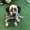 Purebred Dalmatian Puppies Needing Homes!