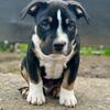 Get-A-bull American Bully pup