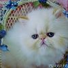 CFA  reg.Persian  Royal Charming Absolutely  Delightful Flame Point  female and male purrdarlings