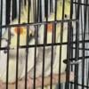 3x  cockatiel babies For sale