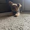 Yorkie