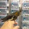 Handfed Cocketiels Available