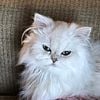 Persian kittens white