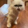 Four year old Persian female