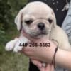 Akc pug puppies ready to go