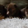 New litter of reds Daddy is a wooly one girl and one boycall for info, pick up today